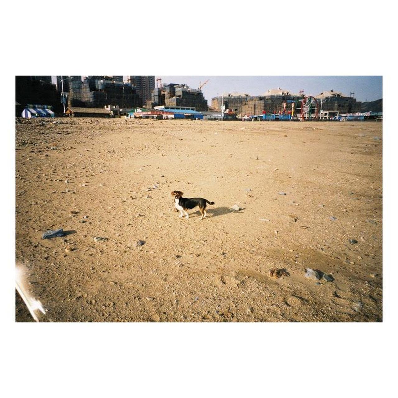 Pentax Espio 120SW II Film Camera | 35mm Point & Shoot | Tested & Working | Light Purple