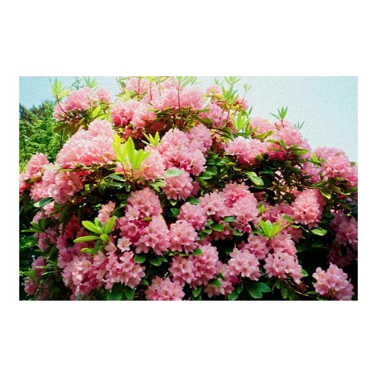 Ricoh AF-77 | 35mm Point & Shoot Film Camera | Tested & Working | Black