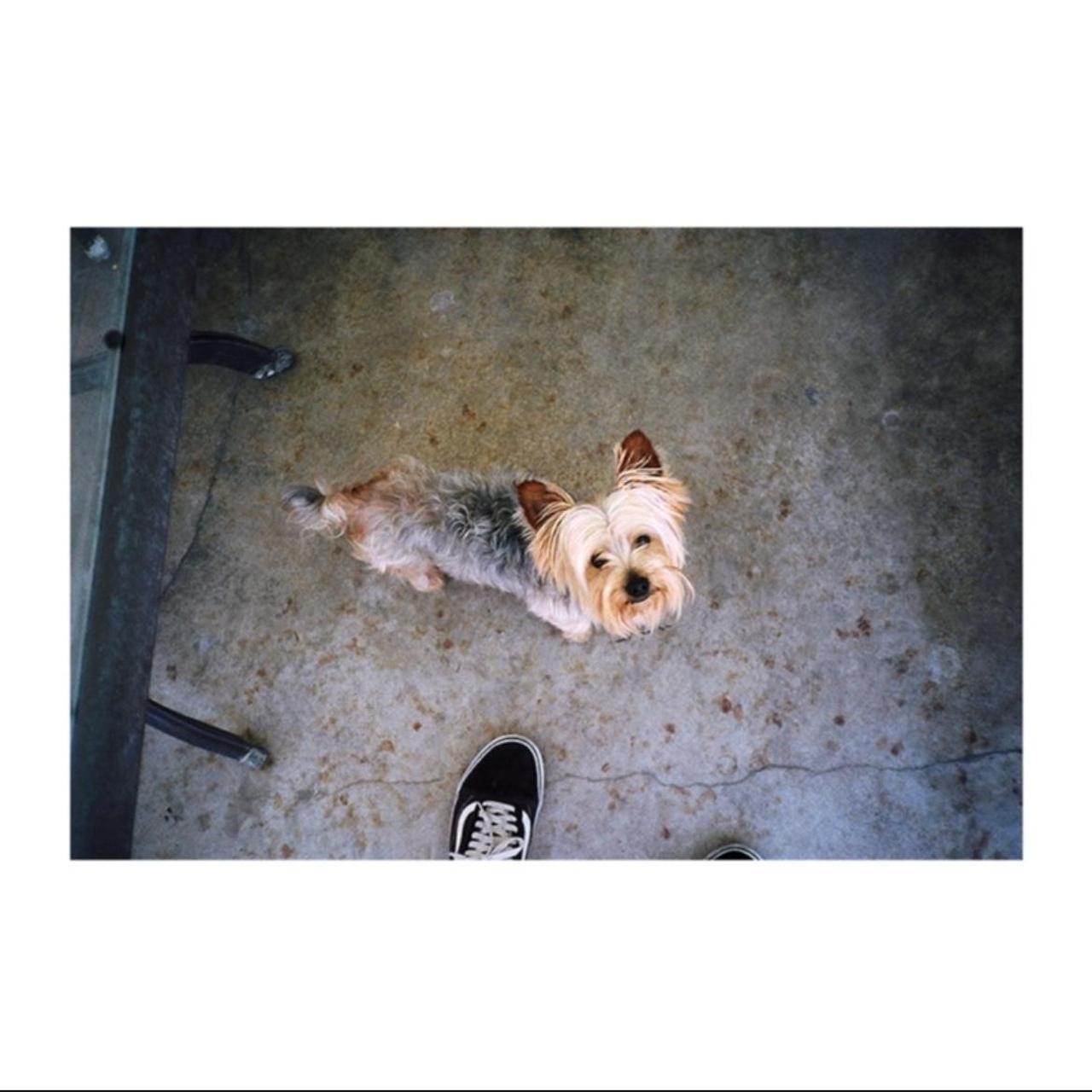 Canon SureShot Owl Film Camera | 35mm Point & Shoot | Black