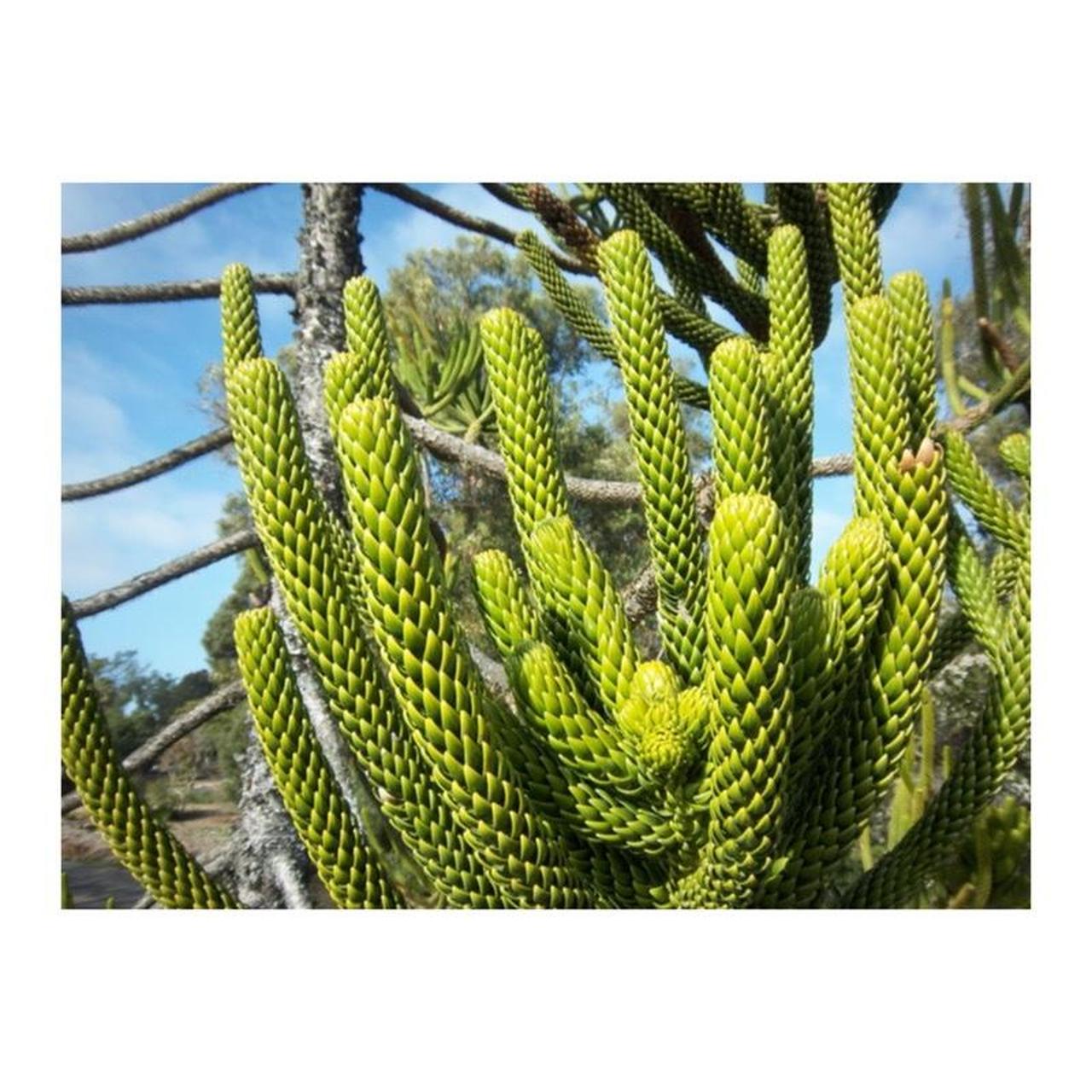 Kodak EasyShare M550 Digital Camera | 12MP | Tested & Working | Rose Gold