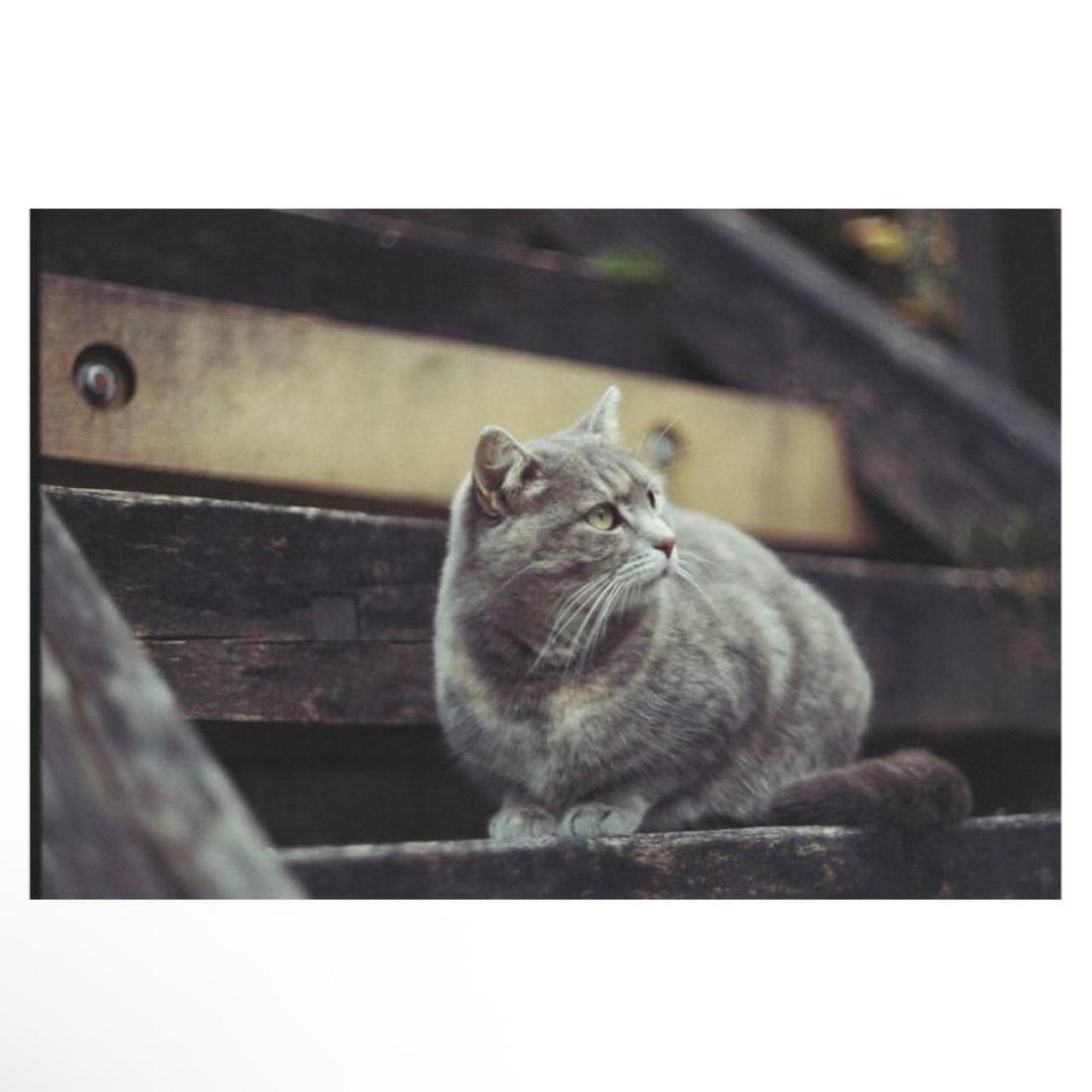 Pentax K1000 | FULLY CLA'd | 35mm SLR Film Camera | Tested & Working | Black