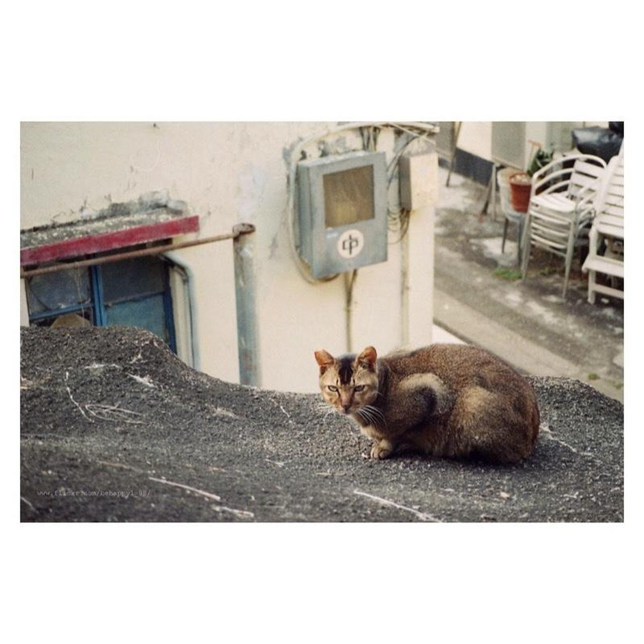 Canon SureShot Tele Quartz Date | 35mm Point & Shoot | Tested & Working | Black