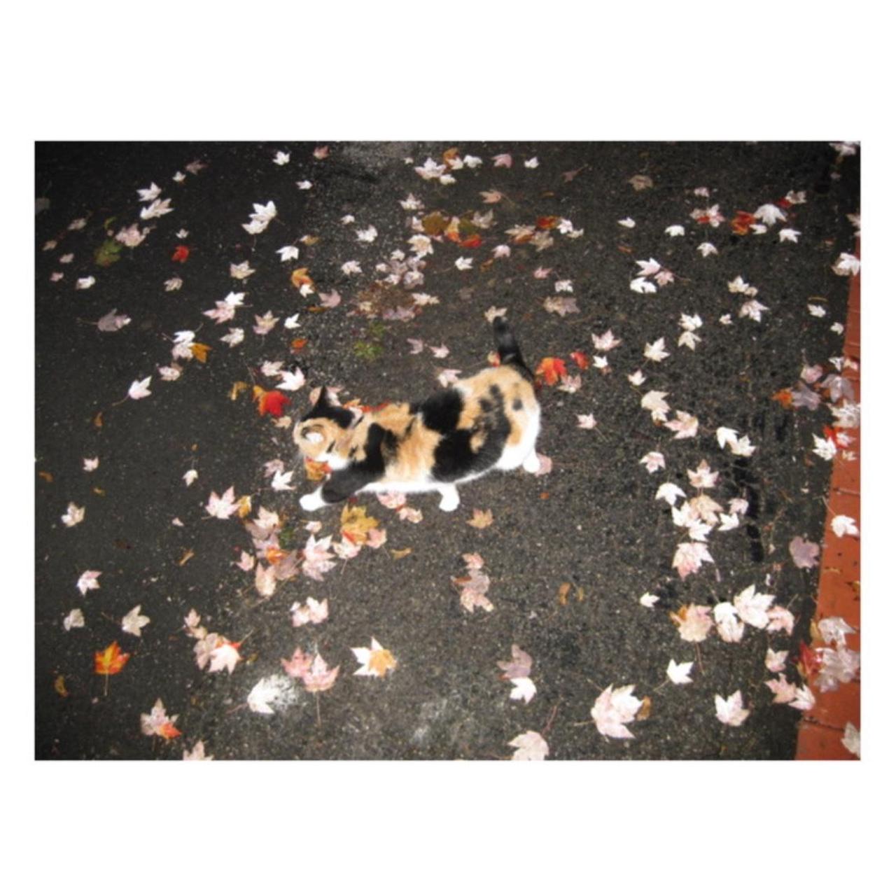 Canon PowerShot SD1100 IS Digital Camera | 8.0MP | Tested & Working | Blue