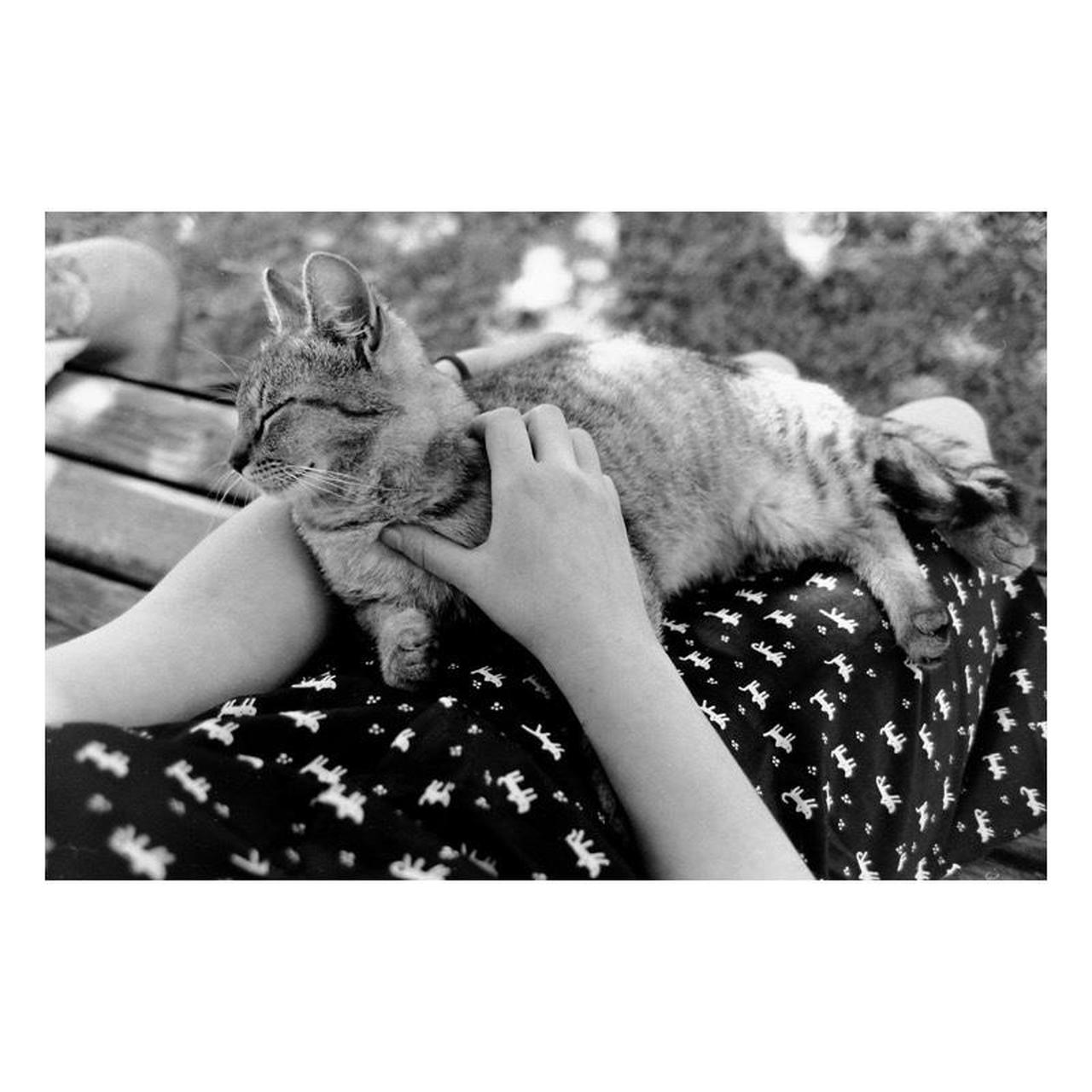 Canon T50 35mm SLR Film Camera with Canon FD 50mm f/1.8 Lens | Tested & Working | Black