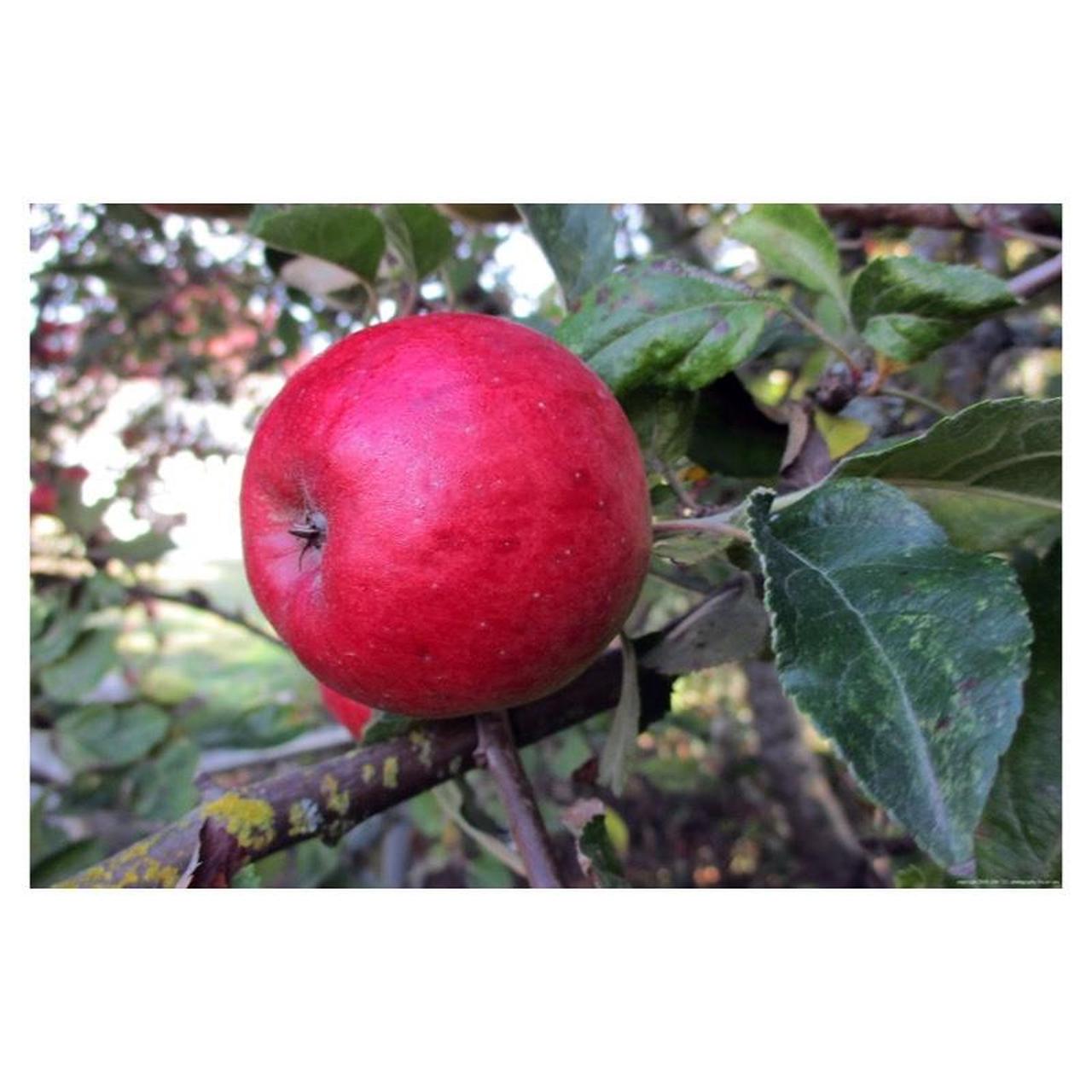 Canon PowerShot ELPH 180 Digital Camera | 20MP | Tested & Working | Silver