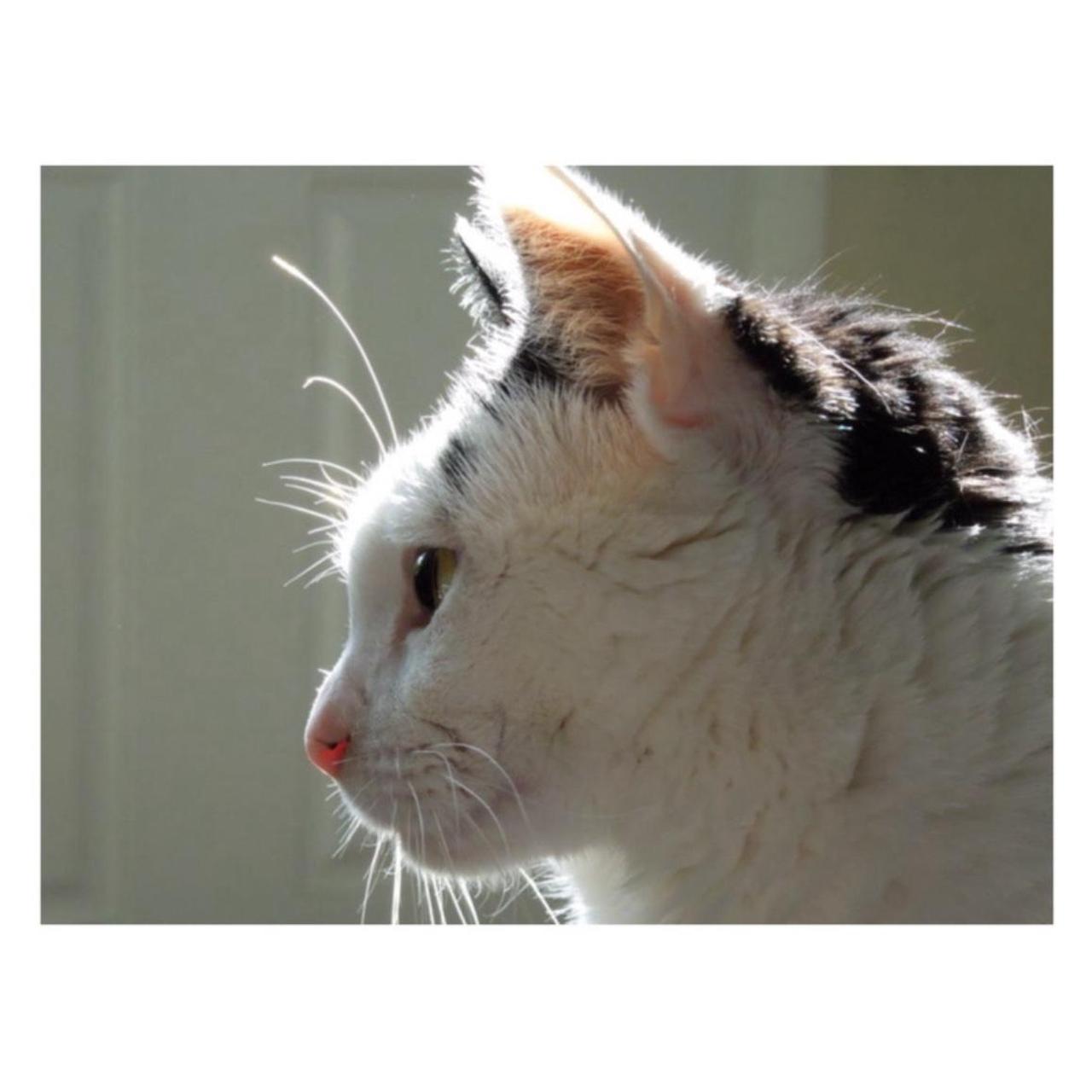 Nikon Coolpix S8200 Digital Camera | 16.1MP | Read Description | Black