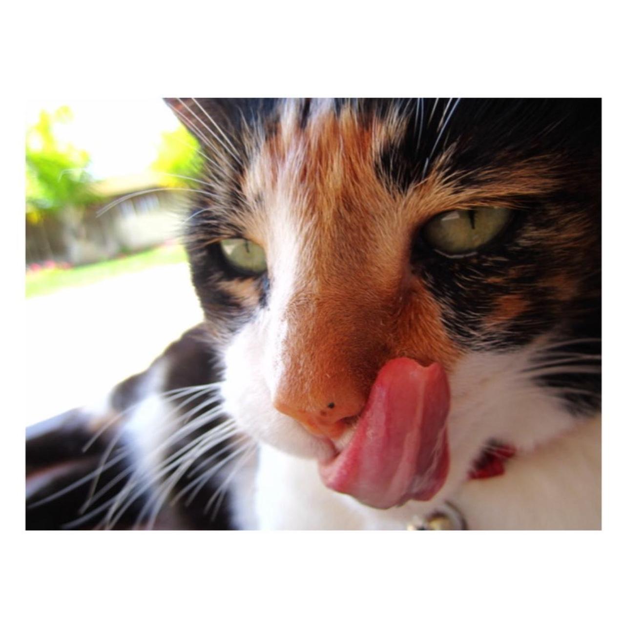 Canon PowerShot SD1400 IS Digital Camera | 14.1MP | Tested & Working | Pink