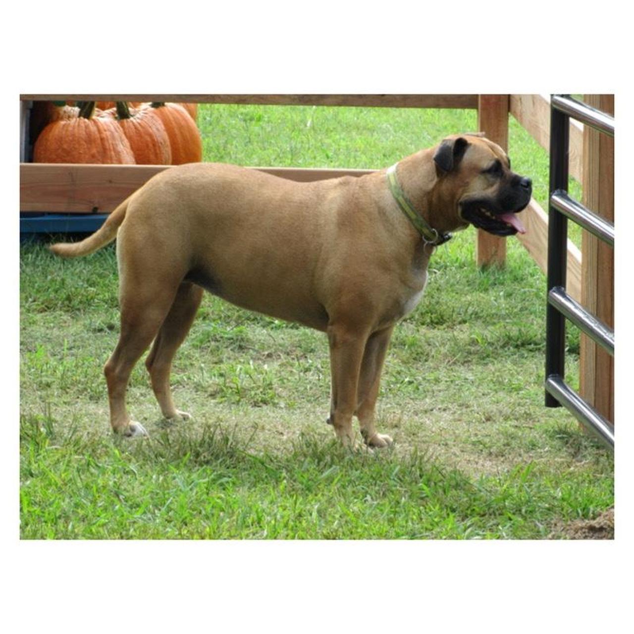 Canon PowerShot SD4500 IS Digital Camera | 10MP | Tested & Working | Silver