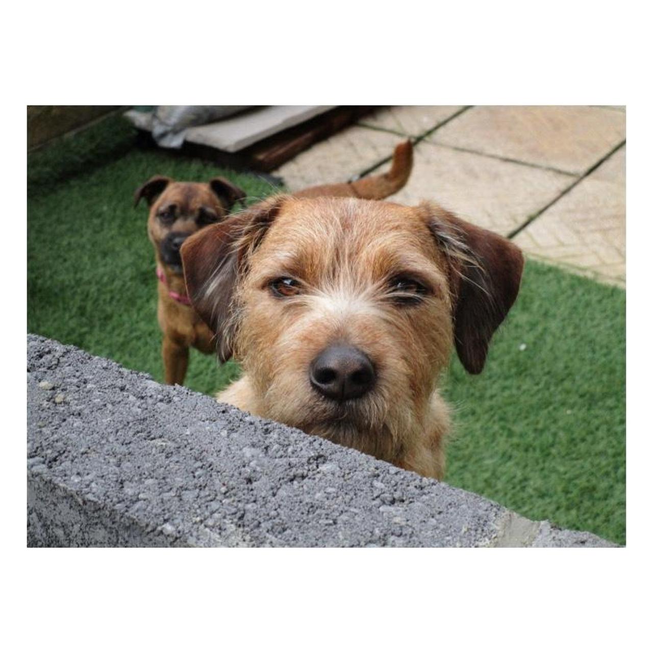 Canon IXUS 155 Digital Camera | 8.0MP | Tested & Working | Black