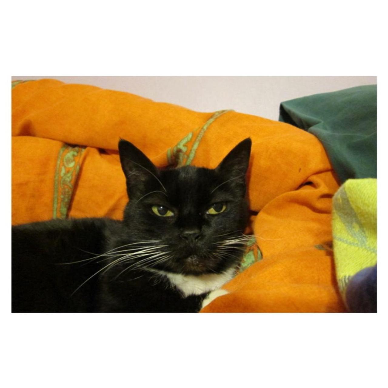 Canon PowerShot A2500 Digital Camera | 16MP | Tested & Working | Red