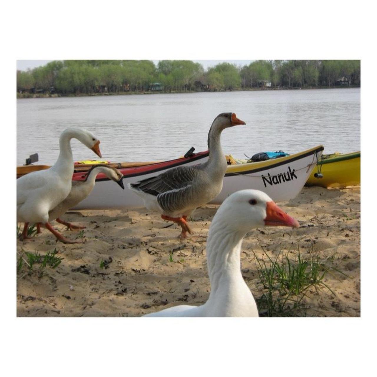 Canon Sure Shot Film Camera | 35mm Point & Shoot | Tested & Working | Black