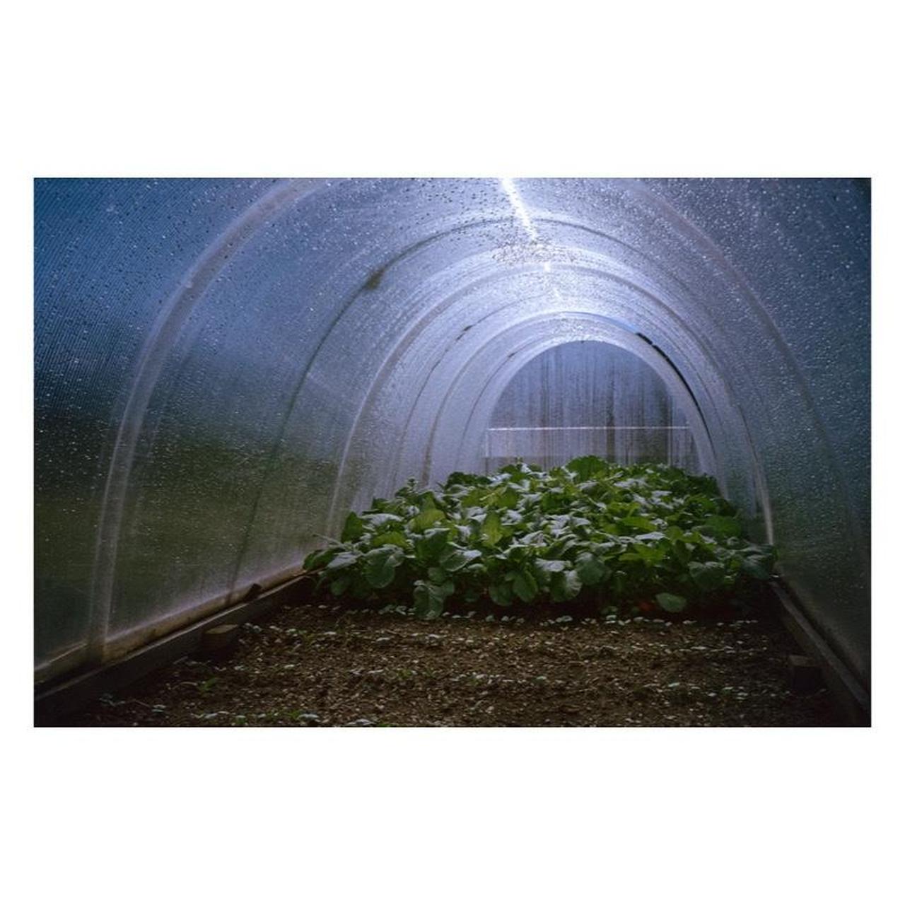 Rollei Prego Zoom Film Camera | 35mm Point & Shoot | Tested & Working | Grey