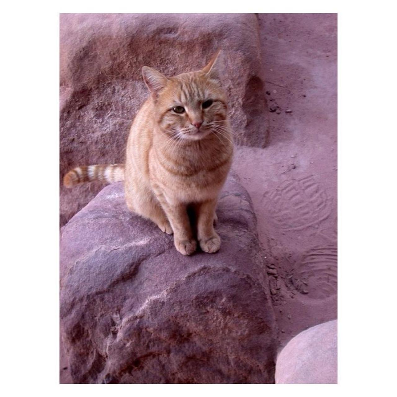 Nikon Coolpix 995 Digital Camera + Hanimex CX 333 Flash | 3.34MP | Tested & Working | Silver & Black