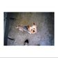 Canon SureShot Owl Film Camera | 35mm Point & Shoot | Black
