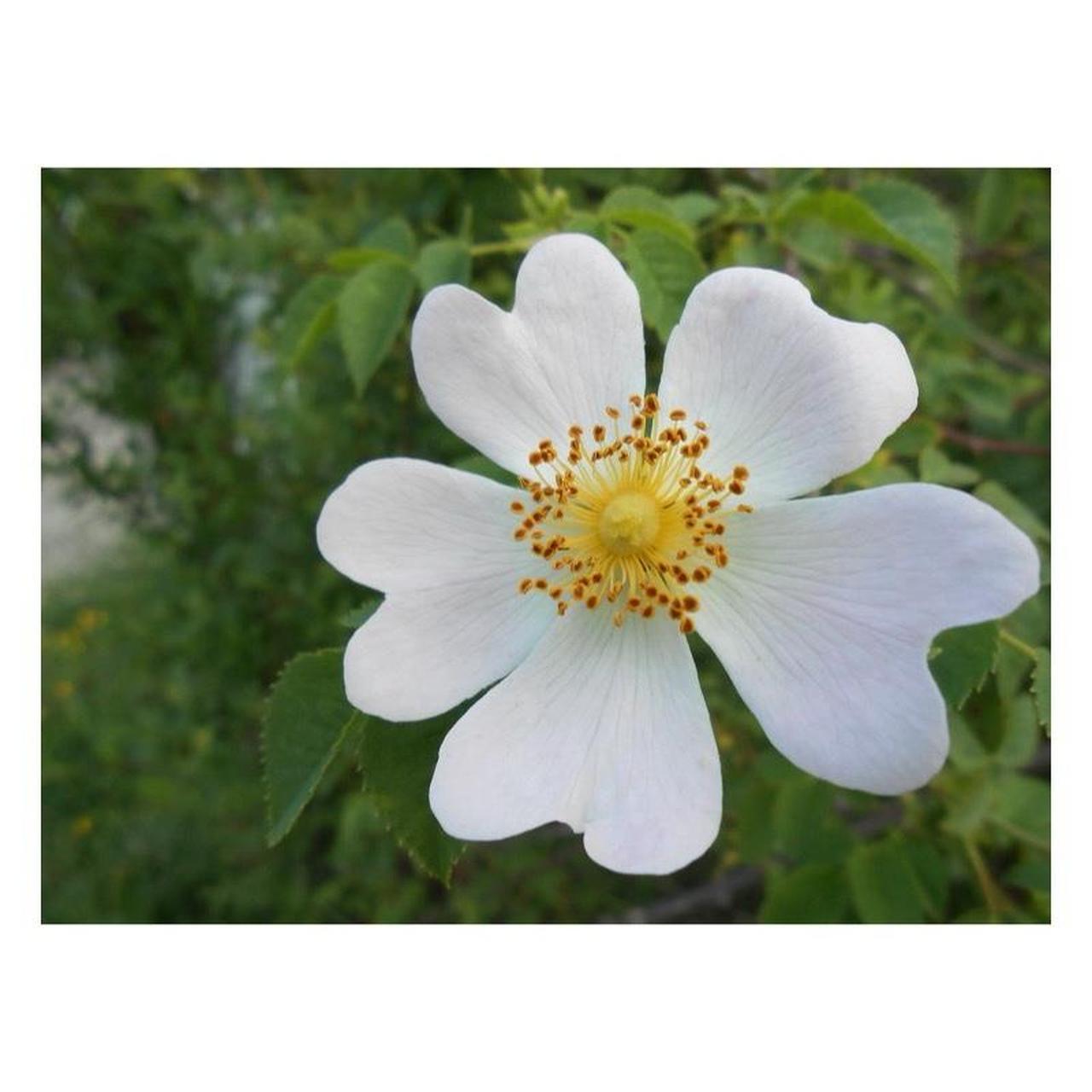 Nikon Coolpix S4200 Digital Camera | 16MP | Tested & Working | Black