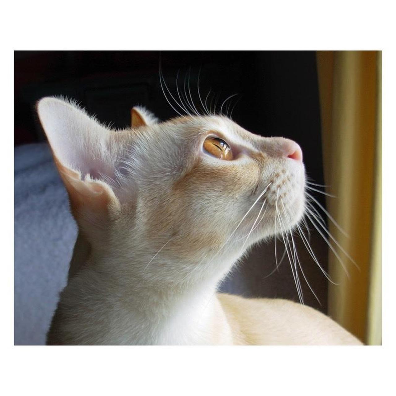 Nikon Coolpix L1 Digital Camera | 6MP | Tested & Working | Black