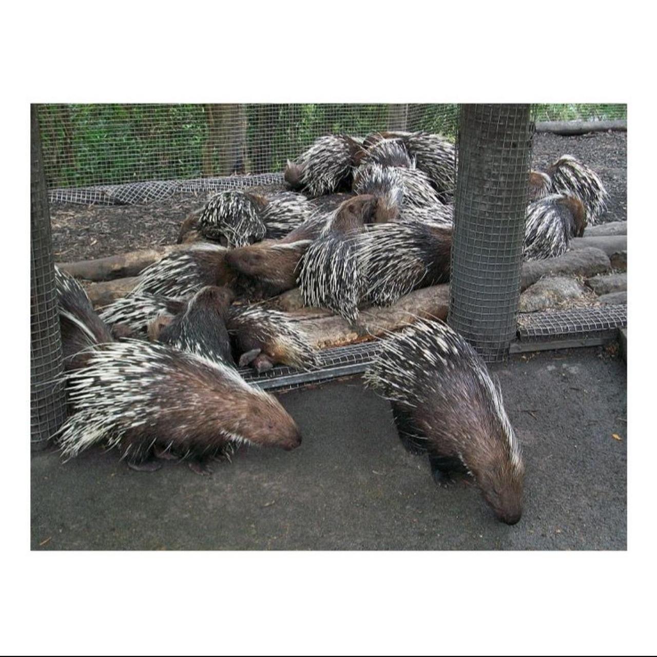 Kodak Easyshare M1063 Digital Camera | 10.3MP | Tested & Working | Red