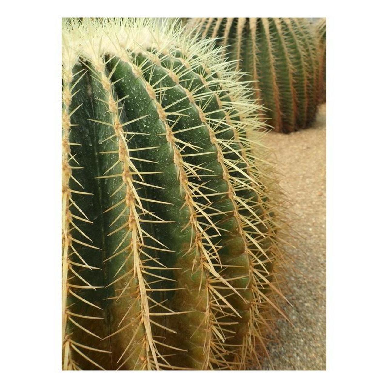 Samsung TL240 Digital Camera | 14.2MP | Tested & Working | Silver