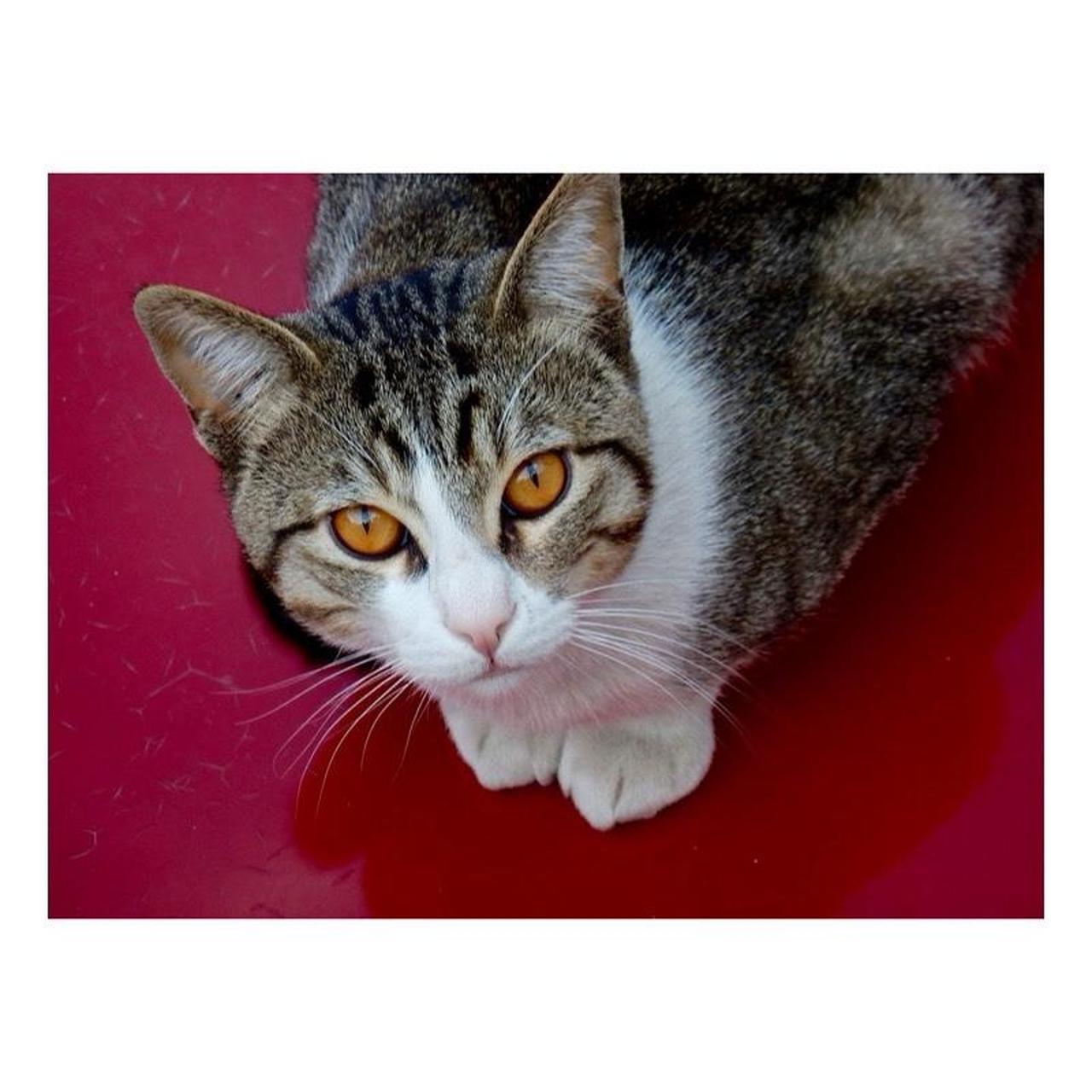 Nikon Coolpix S9900 Digital Camera | 16MP | Tested & Working | Black