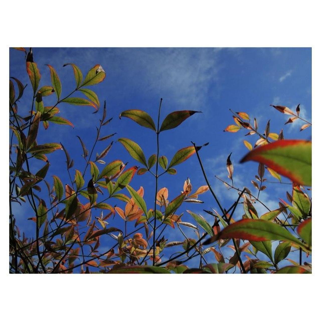 Nikon Coolpix P310 Digital Camera | 16.1MP | Tested & Working | Black