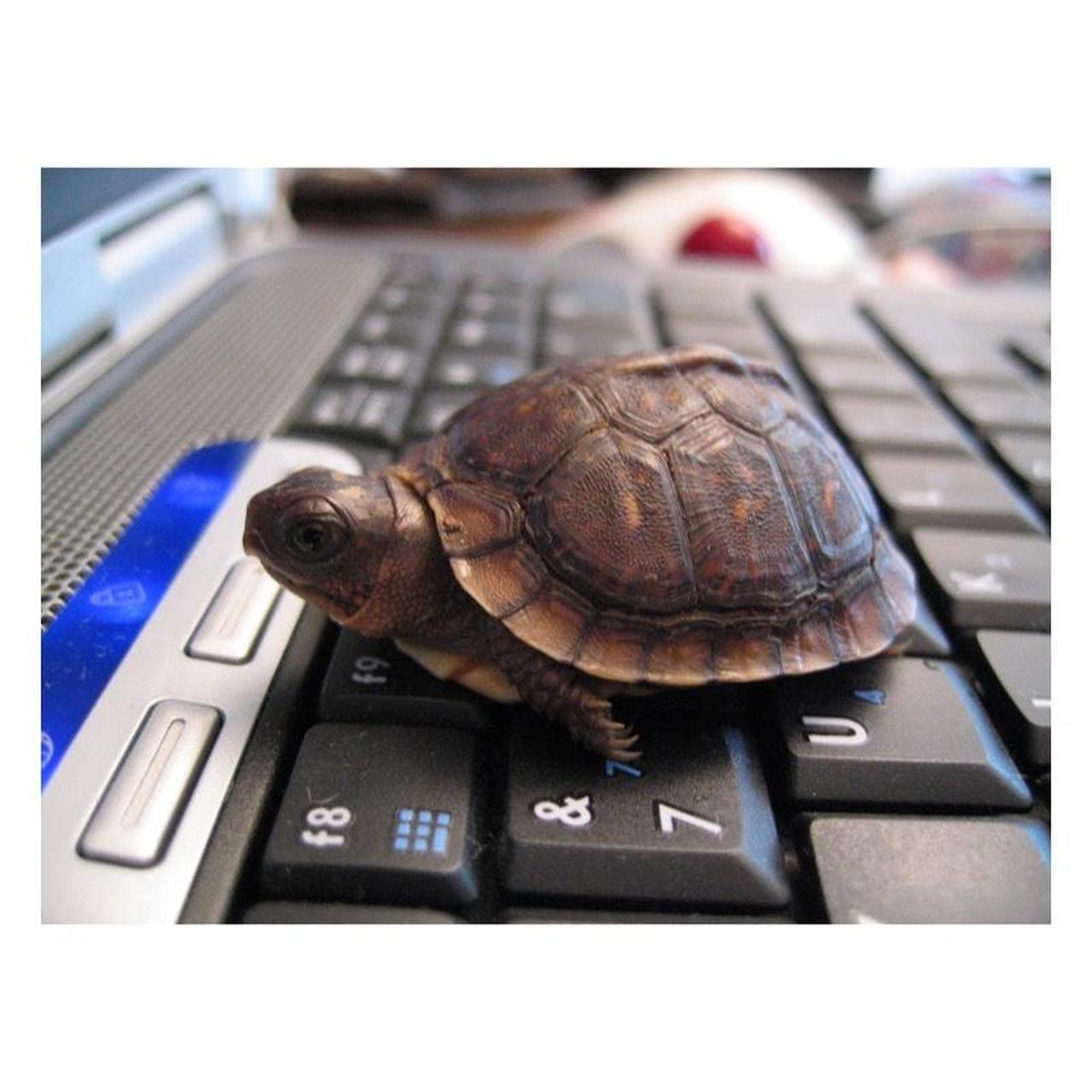 Canon PowerShot S500 Digital Camera | 5.0MP | Tested & Working | Silver