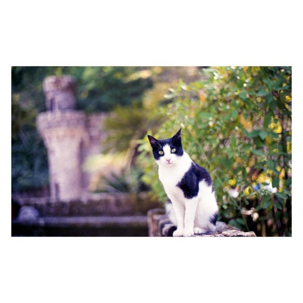 Olympus OM-10 Film Camera | 35mm SLR | Tested & Working | Grey & Black