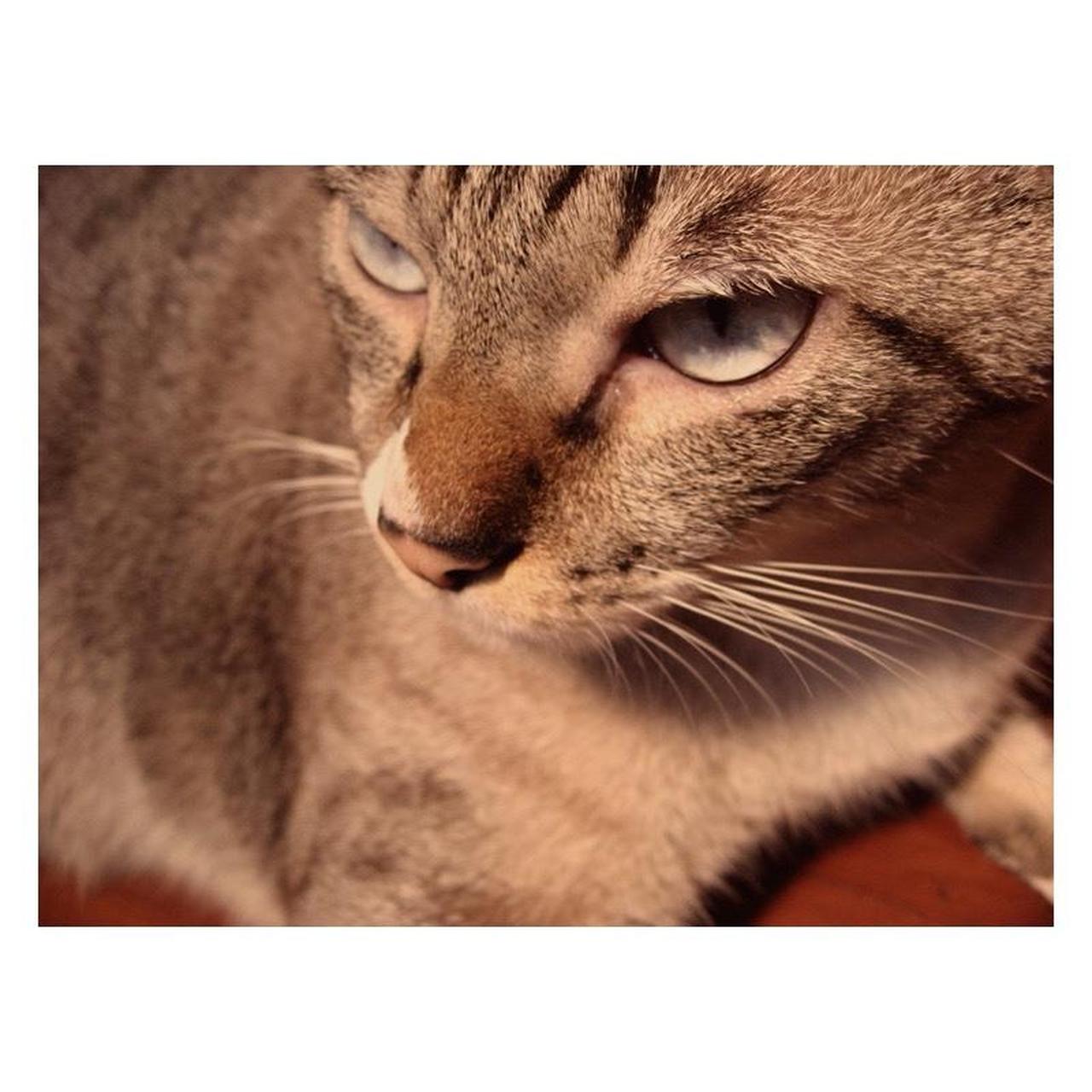 Canon PowerShot A550 Digital Camera | 7.1MP | Tested & Working | Silver