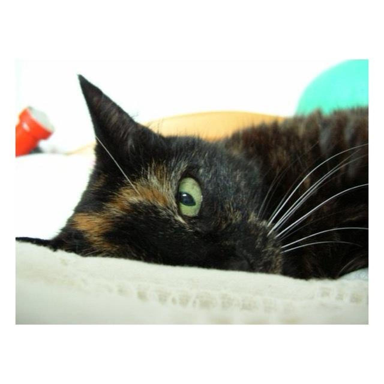 Nikon Coolpix 4800 Digital Camera | 4.0MP | Tested & Working | Silver