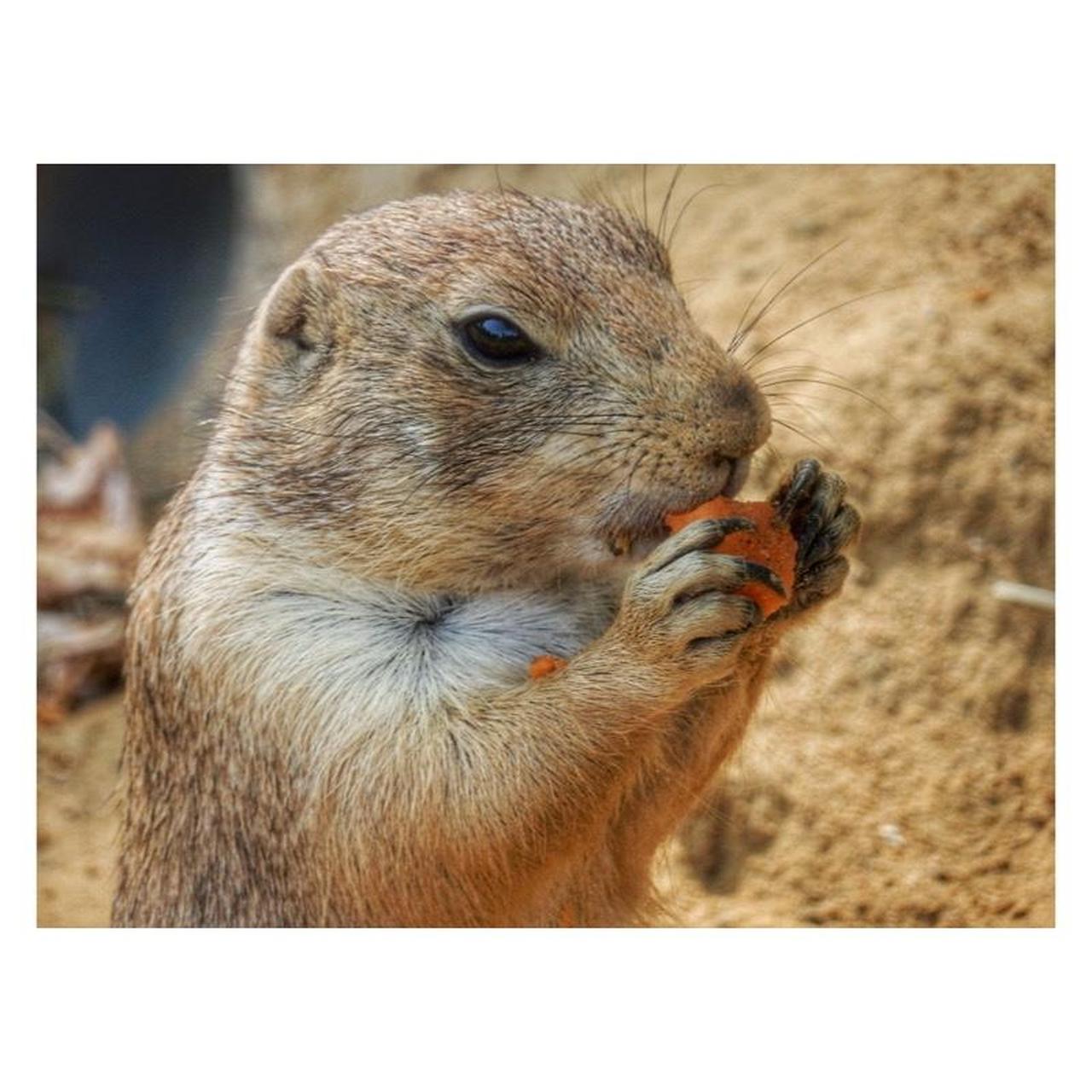 Nikon Coolpix S9900 Digital Camera | 16MP | Tested & Working | Black