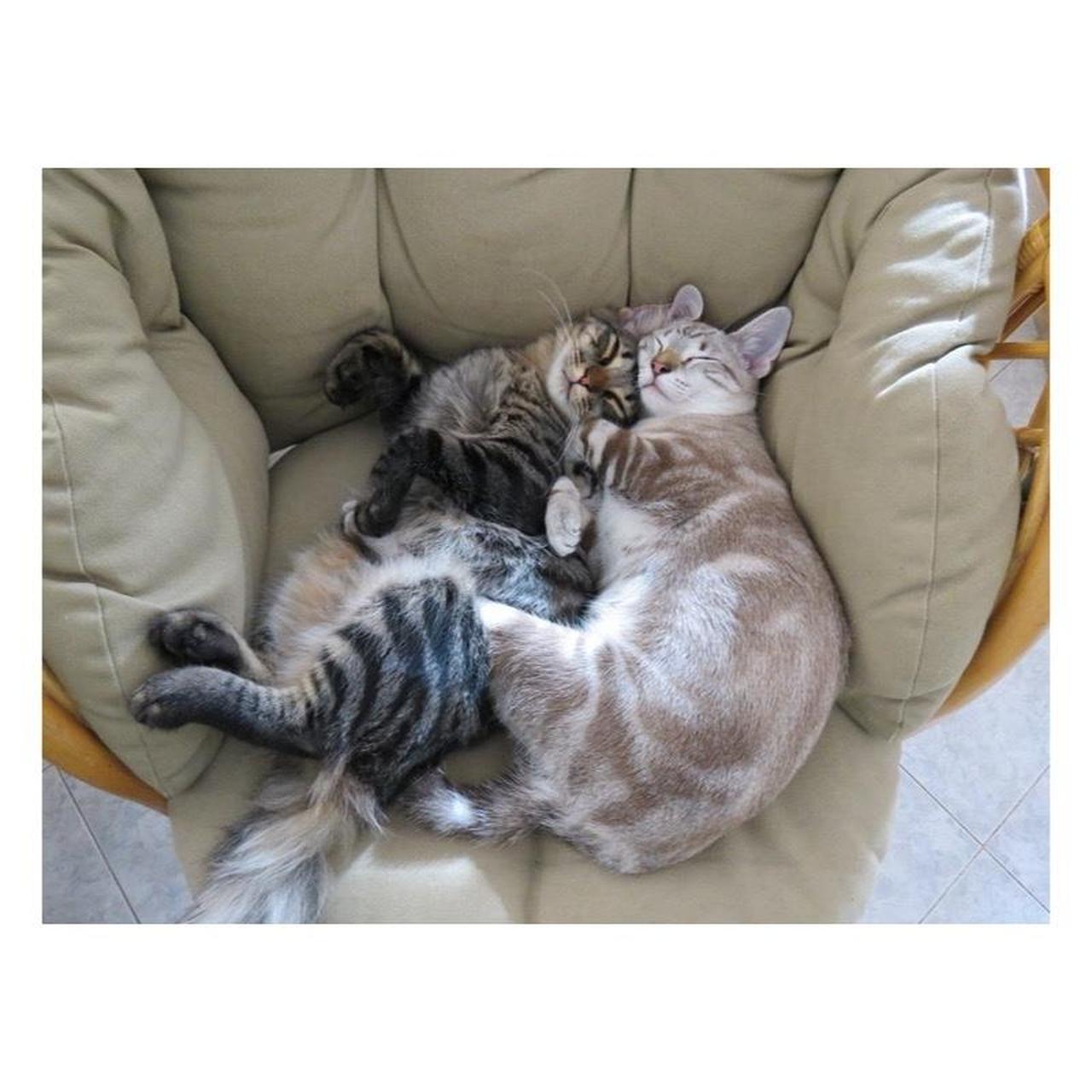 Canon PowerShot SX40 HS Digital Camera | 12.1MP | Tested & Working | Black