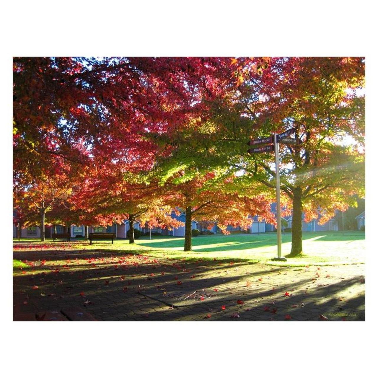 Canon PowerShot SD1200 IS Digital Camera | 10MP | Tested & Working | Grey