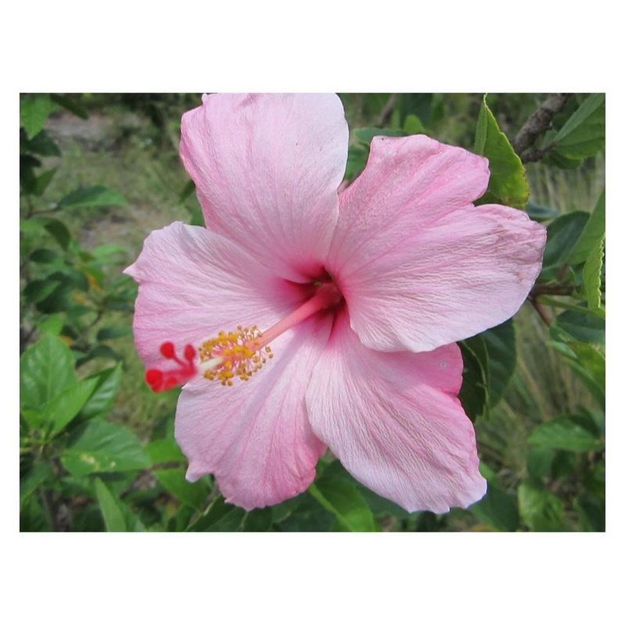 Canon PowerShot ELPH 100 HS Digital Camera | 12.1MP | Tested & Working | Silver