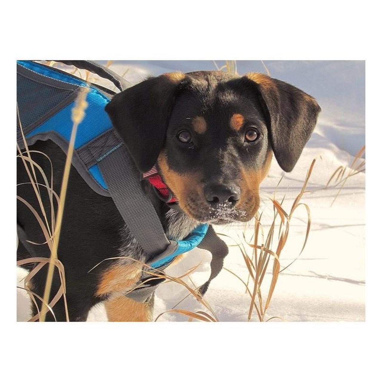 Canon PowerShot SX30 IS Digital Camera | 14.1MP | Tested & Working | Black