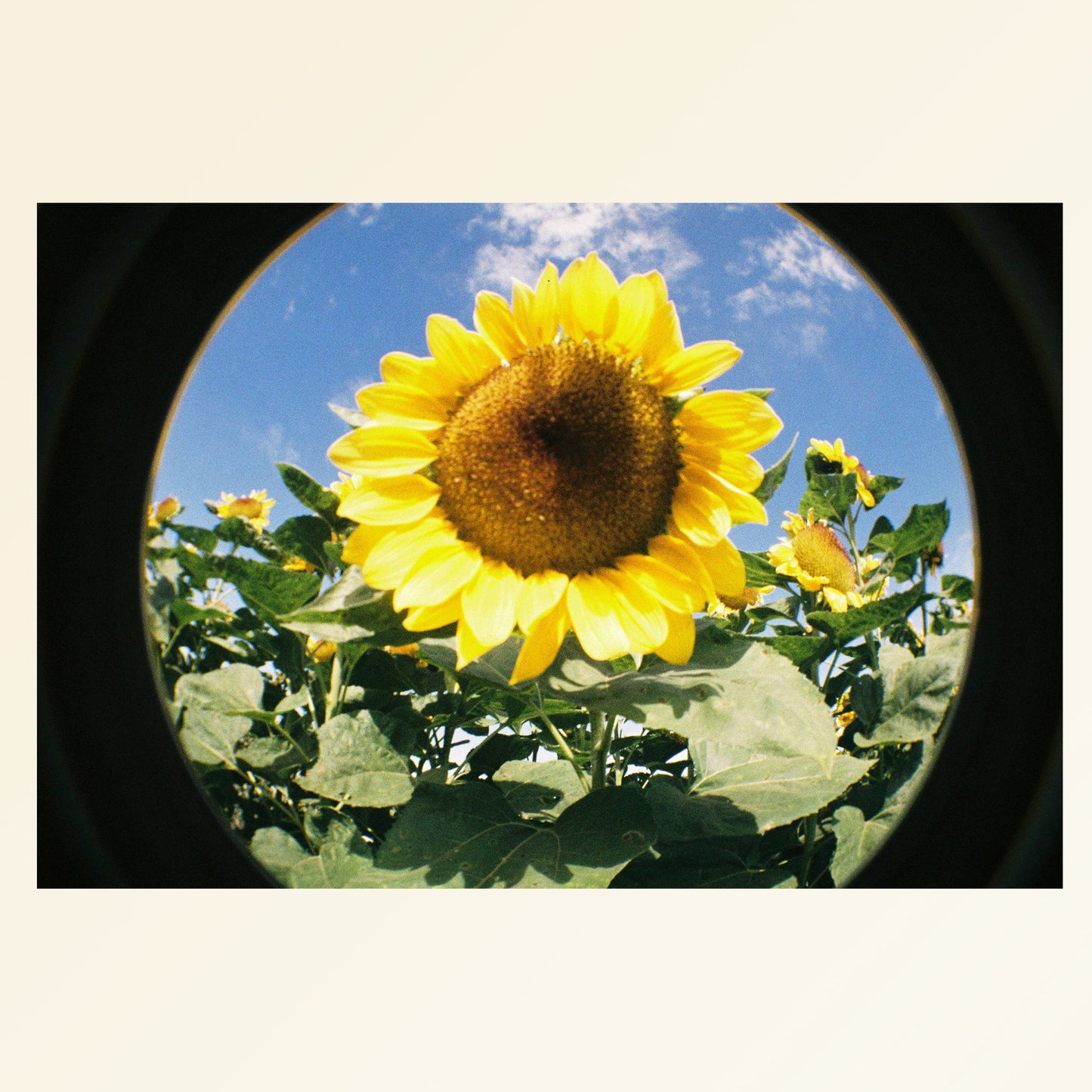 Lomography Fisheye 2 Film Camera | 35mm Point & Shoot | Tested & Working | Orange